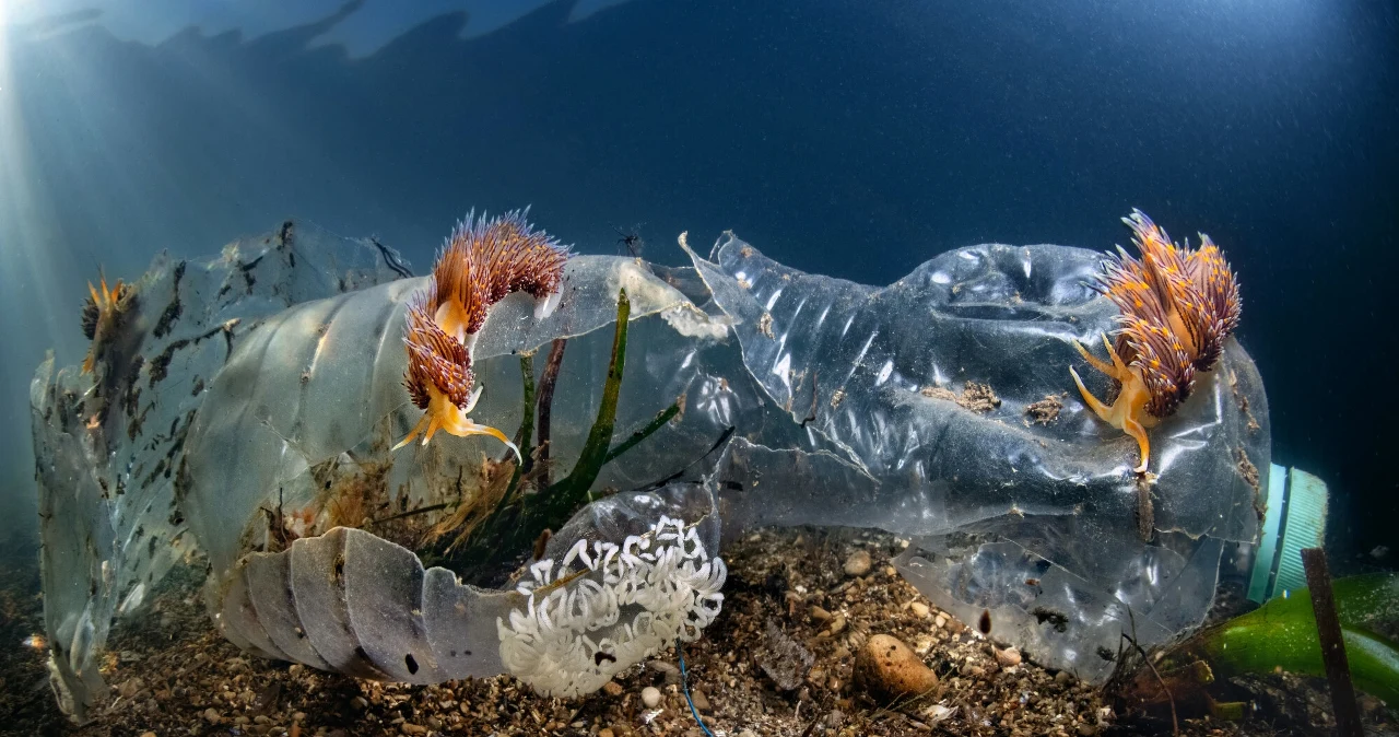 Wstydliwy sekret dna oceanicznego. Obliczono, ile śmieci tam zalega Wstydliwy sekret dna oceanicznego. Obliczono, ile śmieci tam zalega
