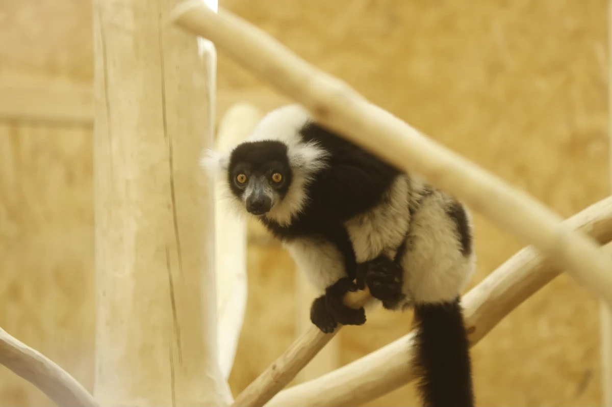 W piątek w gdańskim zoo przecięta została czerwona wstęga - w ten sposób oficjalne przywitano nowych mieszkańców, czyli lemury wari. Nowy gatunek pochodzi z Madagaskaru, lemury do Polski przyjechały z Wielkiej Brytanii.