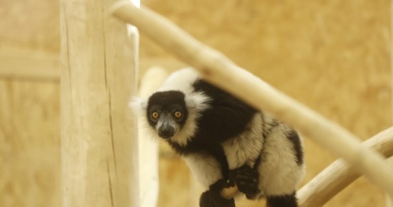 W piątek w gdańskim zoo przecięta została czerwona wstęga - w ten sposób oficjalne przywitano nowych mieszkańców, czyli lemury wari. Nowy gatunek pochodzi z Madagaskaru, lemury do Polski przyjechały z Wielkiej Brytanii.