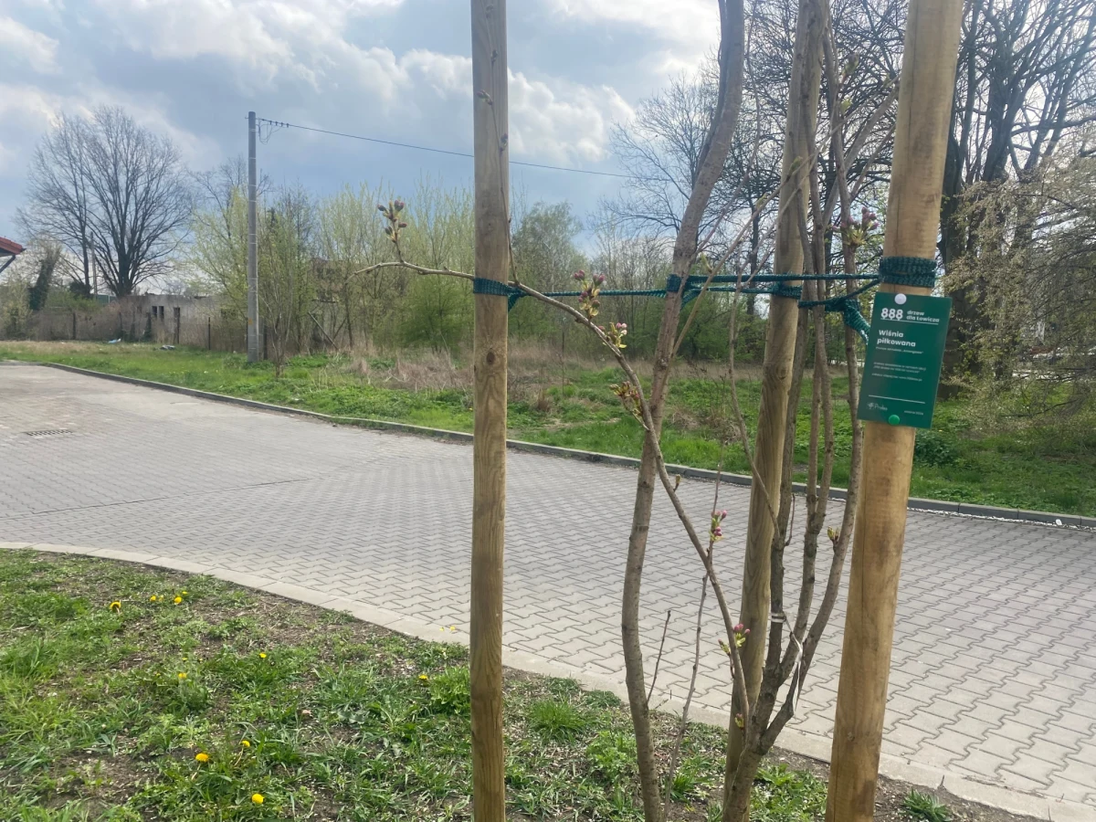 888 drzew dla Łowicza – to społeczna akcja z okazji 888. urodzin tego miasta. Na interaktywnej mapie należy zgłosić propozycję nowego drzewa, a organizatorzy zajmują się formalnościami, w tym pozyskaniem zgody od właściciela gruntu. 