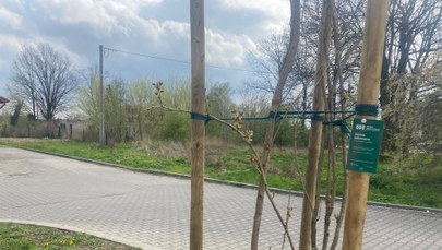 888 drzew na 888 urodziny Łowicza 