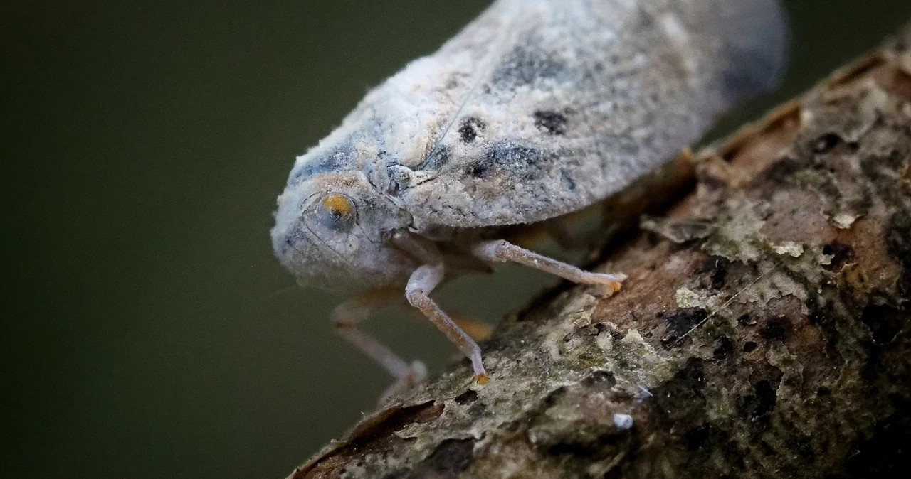 Ya existe en Polonia.  Un insecto peligroso que destruye plantas y transmite virus.