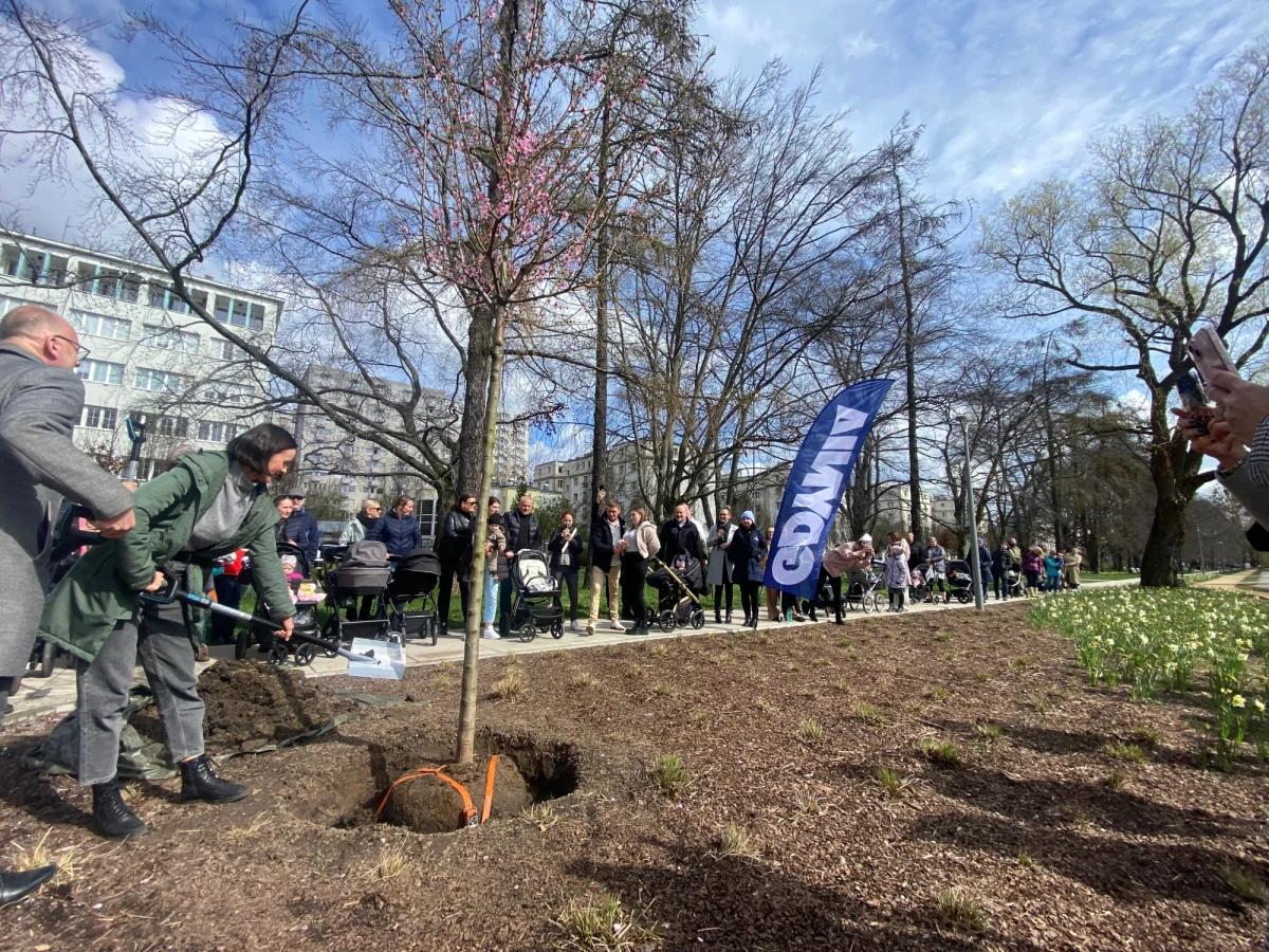 Inicjatywa posadzenia drzewka zrodziła się na Oddziale Neonatologicznym i Intensywnej Terapii Noworodka w Szpitalu Morskim w Gdyni Redłowie. Z murów szpitalnych przeniosła się do parku, gdzie ma być kontynuowana przez najbliższe lata.