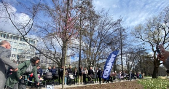 Inicjatywa posadzenia drzewka zrodziła się na Oddziale Neonatologicznym i Intensywnej Terapii Noworodka w Szpitalu Morskim w Gdyni Redłowie. Z murów szpitalnych przeniosła się do parku, gdzie ma być kontynuowana przez najbliższe lata.