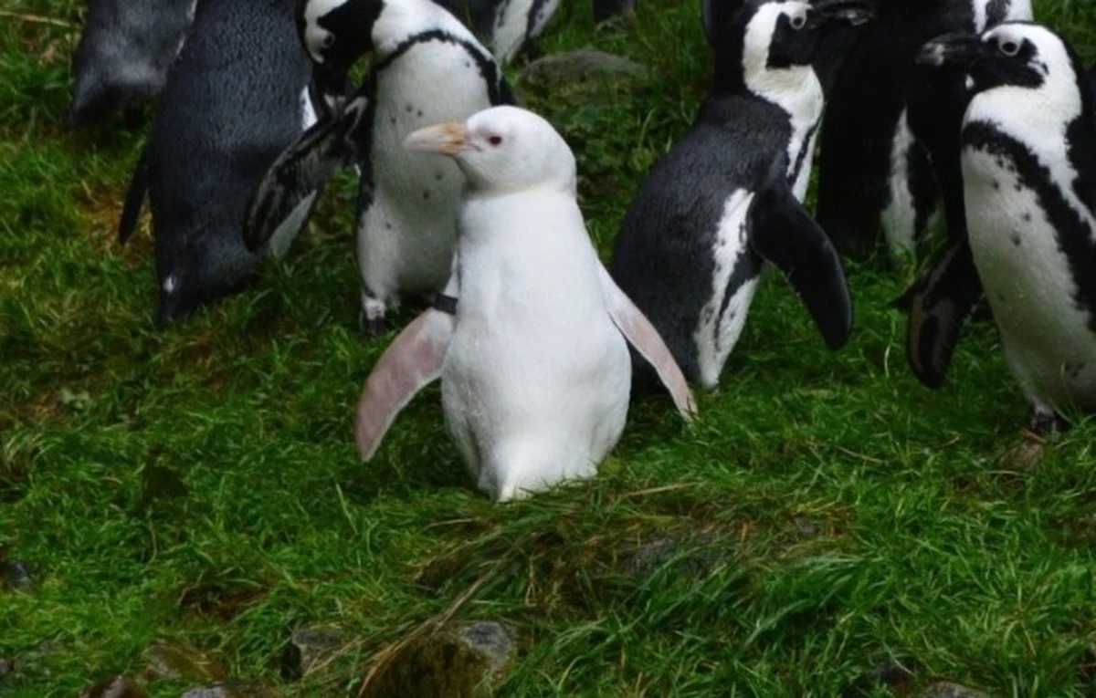 Kokosanka to pingwinka-albinoska z gdańskiego zoo, która doszła do półfinału konkursu o prestiżowy tytuł światowego pingwina roku. W niedzielę rusza kolejny etap głosowania.