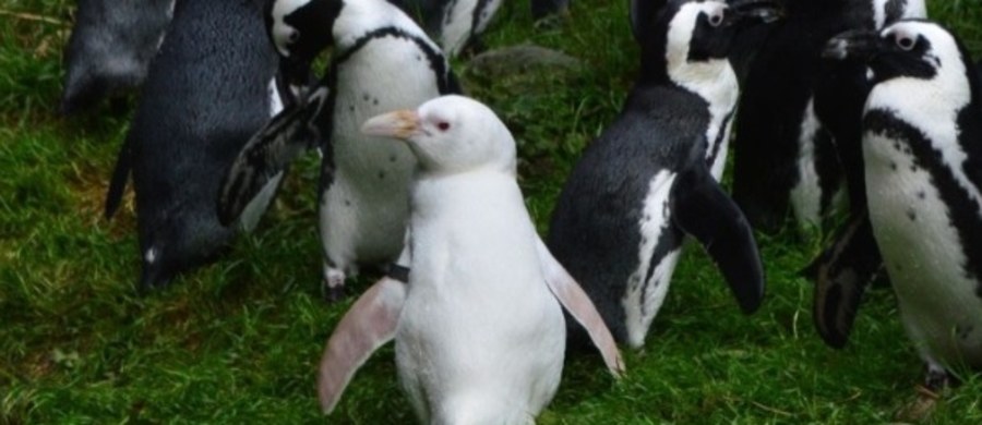 Kokosanka to pingwinka-albinoska z gdańskiego zoo, która doszła do półfinału konkursu o prestiżowy tytuł światowego pingwina roku. W niedzielę rusza kolejny etap głosowania.
