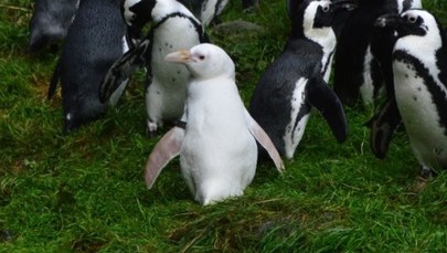 Biały kruk wśród pingwinów. Kokosanka walczy o prestiżowy tytuł!