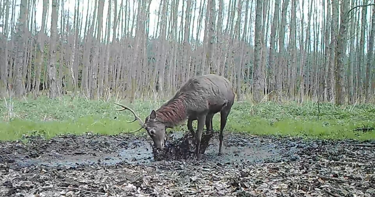  Fotopułapka uwieczniła niezwykły moment. Nagranie hitem sieci