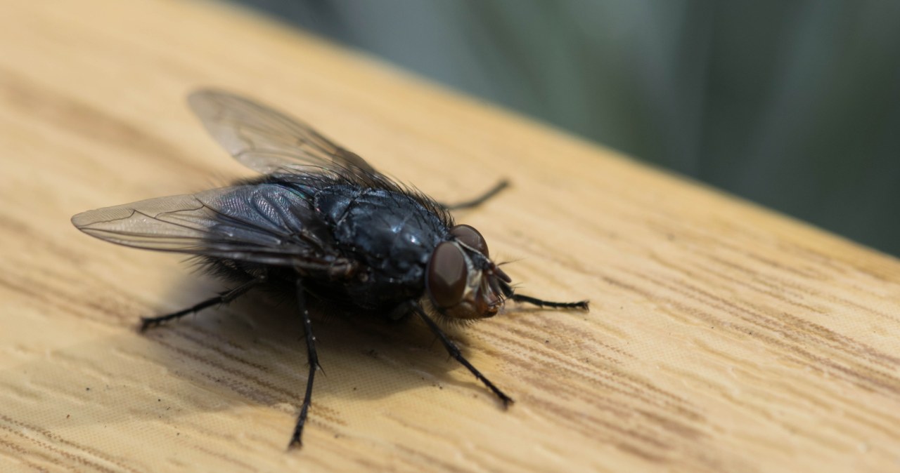 Irytujące muchy w domu? Pozbądź się ich bez chemii