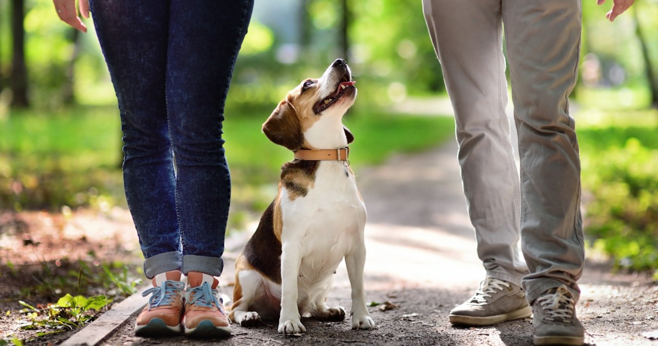 ADHD u psów, czyli jak genetyka kształtuje zachowanie czworonogów