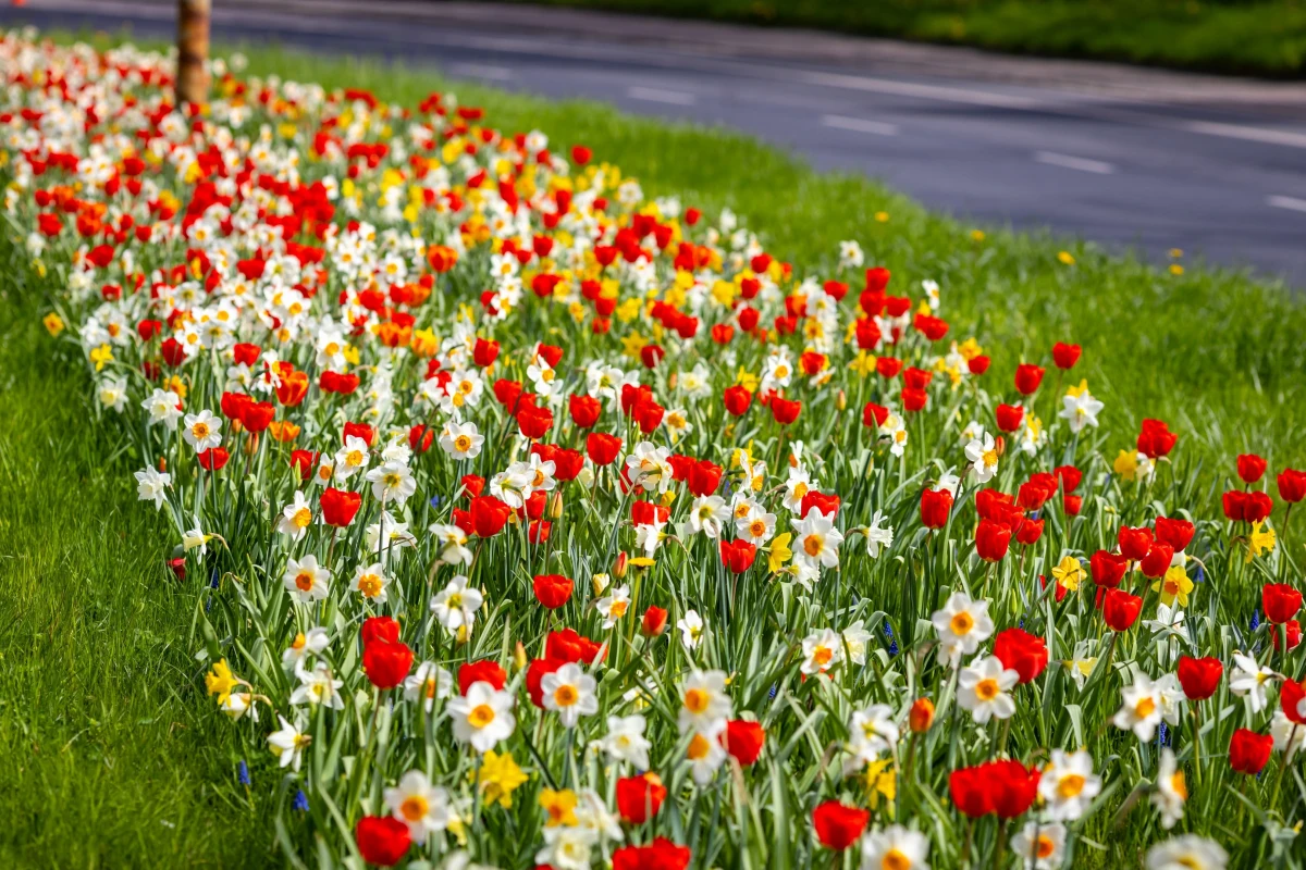 Najpierw kwitły krokusowe kobierce, teraz w Szczecinie zakwitł ponad 200-metrowy pas na ulicy Gontyny. Pomiędzy jezdniami podziwiać można kolorową rabatę, a na niej narcyzy, tulipany i szafirki.