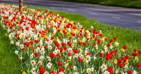 Najpierw kwitły krokusowe kobierce, teraz w Szczecinie zakwitł ponad 200-metrowy pas na ulicy Gontyny. Pomiędzy jezdniami podziwiać można kolorową rabatę, a na niej narcyzy, tulipany i szafirki.