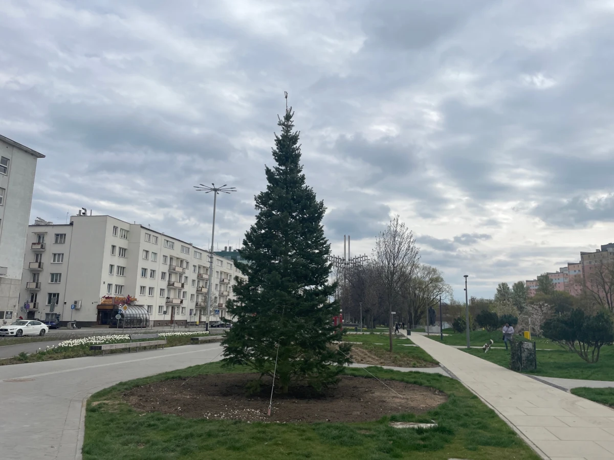 Bożonarodzeniowa choinka stanęła dziś w parku centralnym w Gdyni. Miasto tłumaczy, że to się opłaca. O co chodzi?