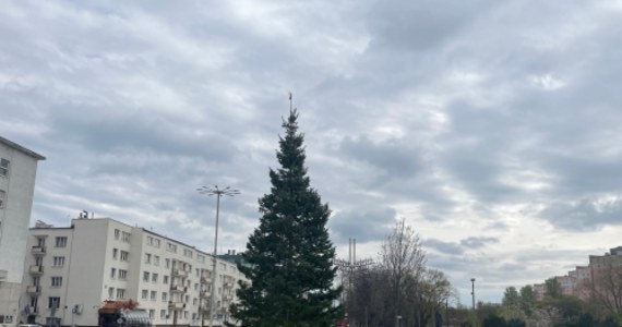 Bożonarodzeniowa choinka stanęła dziś w parku centralnym w Gdyni. Miasto tłumaczy, że to się opłaca. O co chodzi?