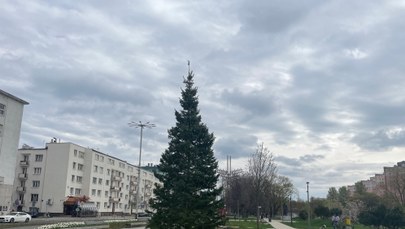 Bożonarodzeniowa choinka stanęła w parku centralnym w Gdyni