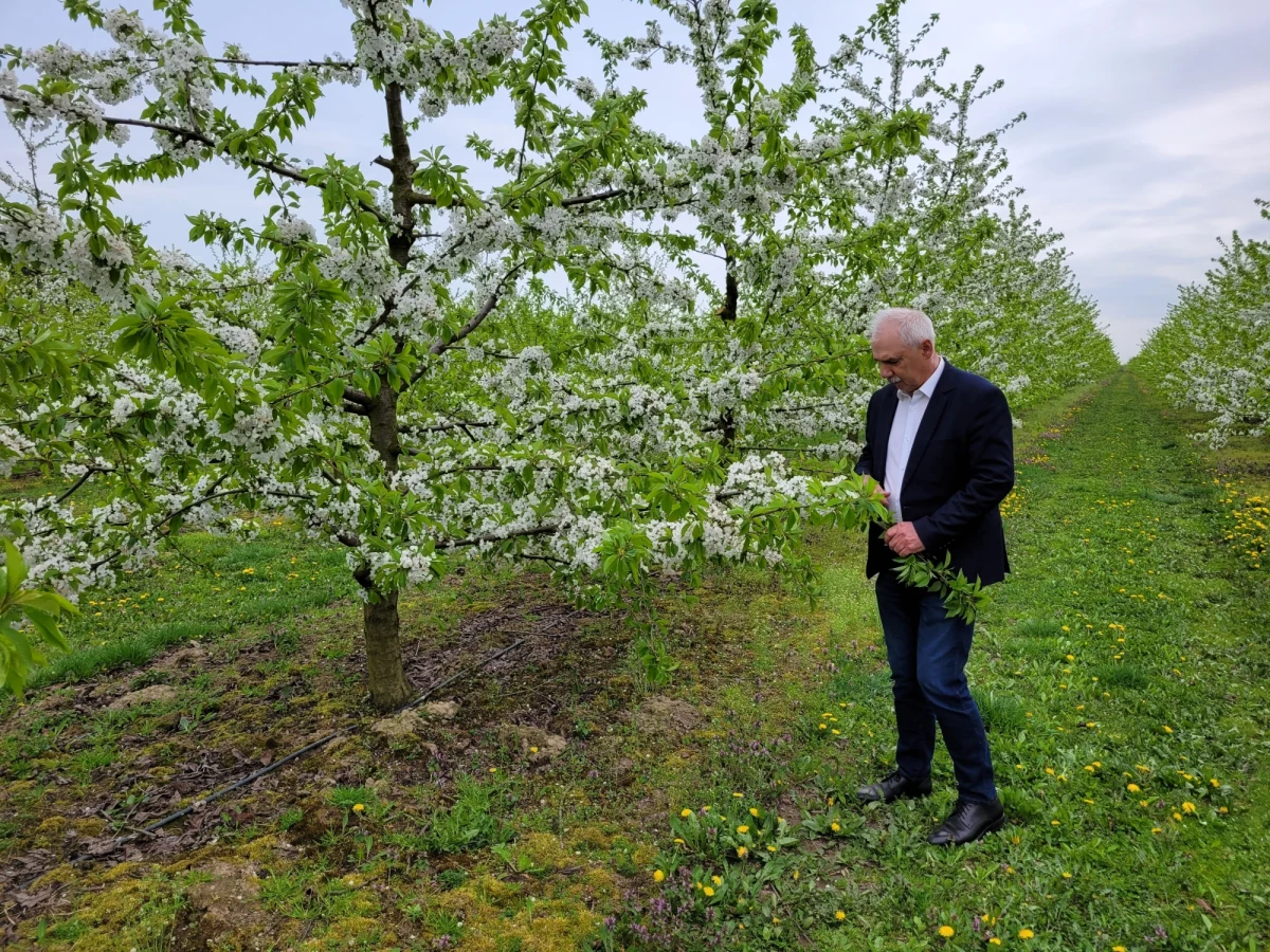 Po pierwszych kwietniowych upałach przyroda zaskoczyła. W sadach kwitną już czereśnie. To niemal miesiąc wcześniej niż w poprzednich latach. Dla nas - konsumentów - to dobra informacja, bo prócz krajowych owoców na rynek trafią też te z Hiszpanii czy Grecji, a to oznacza niższe ceny. Ale sadownicy martwią się o przymrozki, które są zabójcze dla czereśni.