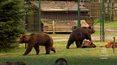 Niedźwiedzie Chip i Dale zamieszkały w polskim zoo
