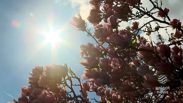 To najlepszy moment, aby podziwiać magnolie w pełnej krasie. W tym roku zakwitły wcześniej niż zwykle. Jest jednym z bardziej spektakularnych drzew kwitnących na wiosnę. To roślina nie tylko piękna, ale też, z punku widzenia przyrodnika, wyjątkowa. Dlaczego? O tym w materiale Teresy Gut.