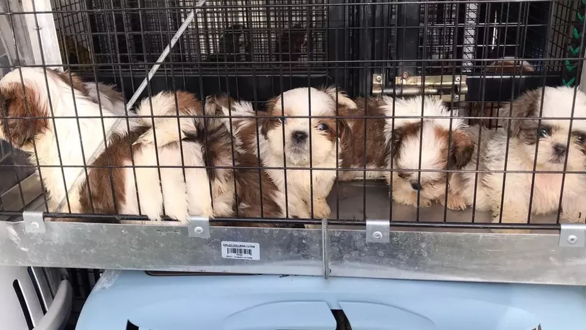 Strażnicy miejscy z Gdańska otrzymali we wtorek zgłoszenie o nielegalnej hodowli. Okazało się, że na Oruni na terenie jednej z nieruchomości było 58 psów. Okolicznych mieszkańców zaniepokoiło codzienne głośne szczekanie.