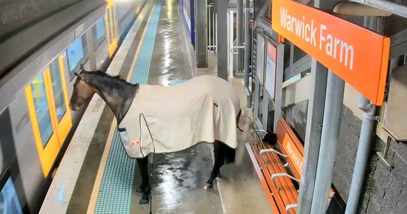 Takiego pasażera spotkają tylko nieliczni. Na peron kolejowy na przedmieściach Sydney przywędrował koń. Zwierzę nagrały kamery, a o wszystkim donosi portal The Telegraph.