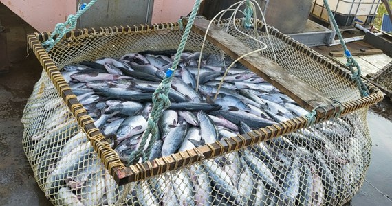 Parlament Europejski przyjął w czwartek projekt rozporządzenia delegowanego KE dotyczącego wymagań higienicznych dla niektórych produktów odzwierzęcych, w tym produktów rybołówstwa. Przepisy uderzą w polskie przetwórstwo rybne.