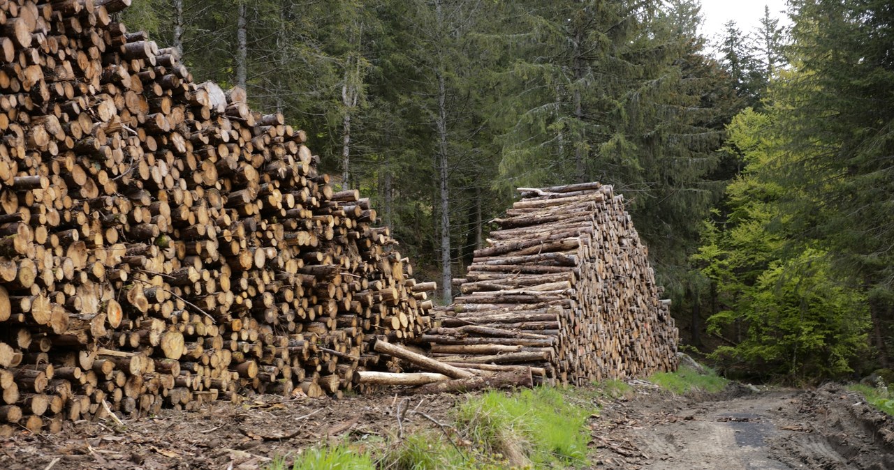Wycinka w lasach nie ustaje. "Dziennie wyjeżdża 6 tys. ciężarówek drewna"