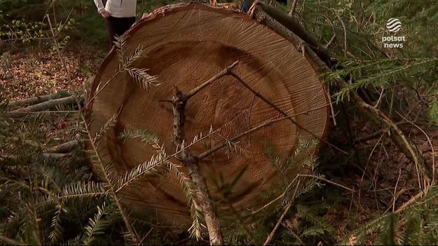 Są wycinki mimo zakazu - działacze Greenpeace'u alarmują, że Lasy Państwowe wycinają buki i jodły w co najmniej dwóch miejscach, w których wstrzymanie wycinki nakazało im Ministerstwo Klimatu i Środowiska. Leśnicy zaprzeczają, ale sprawę wyjaśnią urzędnicy resortu.Materiał dla "Wydarzeń" przygotowała Katarzyna Szczyrek.