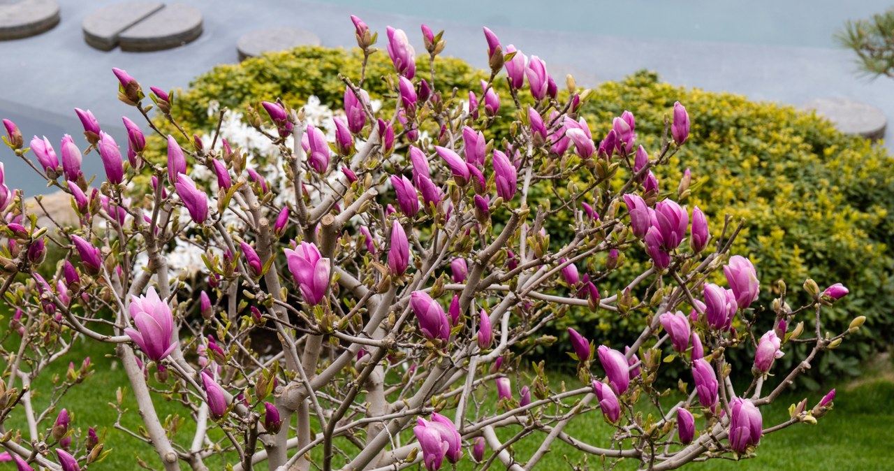 Magnolia, kojarzy, wiosną, zachwyca, podczas, długich, spacerów, swoim, pięknym, wyglądem, okazałymi, kwiatami, Wiele, osób, dec Ta magnolia może kwitnąć dwa razy w sezonie. Ważne są dwie rzeczy