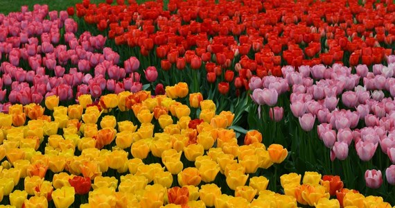 Ten widok zapiera dech w piersiach. W Ogrodzie Botanicznym w Łodzi zakwitło ponad 50 tys. tulipanów. "To najlepszy moment na spacer w botaniku, bo nie wiadomo, jak długo będą jeszcze kwitły" – zachęca placówka. Dodatkowo w najbliższą niedziele odbędzie się spacer pod hasłem "Zdążyć przed liśćmi, czyli życie geofitów".