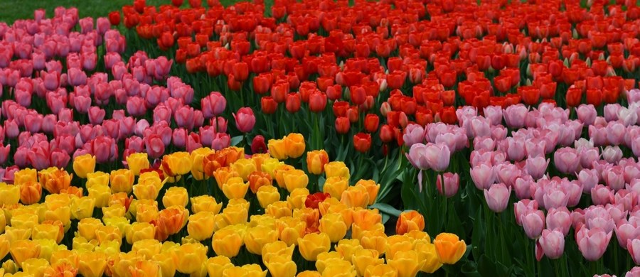 Ten widok zapiera dech w piersiach. W Ogrodzie Botanicznym w Łodzi zakwitło ponad 50 tys. tulipanów. "To najlepszy moment na spacer w botaniku, bo nie wiadomo, jak długo będą jeszcze kwitły" – zachęca placówka. Dodatkowo w najbliższą niedziele odbędzie się spacer pod hasłem "Zdążyć przed liśćmi, czyli życie geofitów".