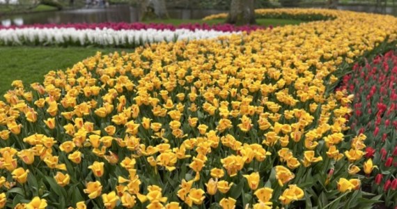 Od 75 lat jedną z największych atrakcji w Holandii są kwitnące na wiosnę tulipany w ogrodzie Keukenhof w Lisse. Można je podziwiać właśnie teraz, aż do połowy maja. 