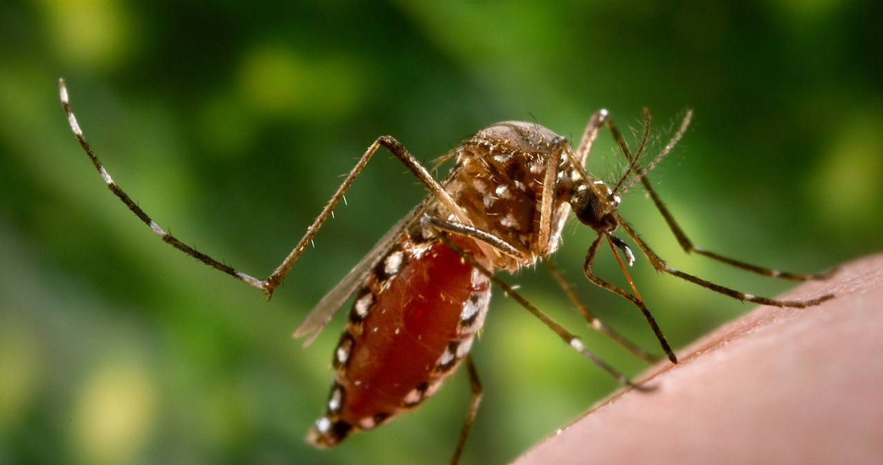  Walczą z największą w historii epidemią. Pomoc ma nadejść z Polski