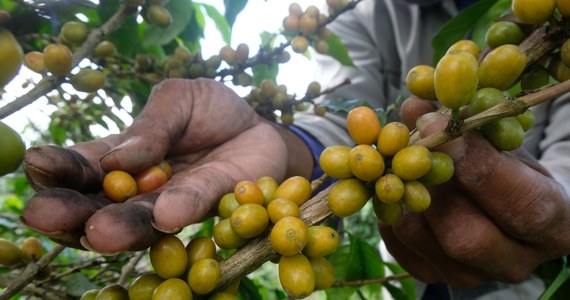 Gatunek kawy arabskiej (Coffea arabica) pojawił się ok. 600 tys. lat temu – stwierdzili naukowcy z Uniwersytetu w Buffalo. Biolodzy, wykorzystując geny krzewów kawowych z całego świata, stworzyli drzewo genealogiczne najpopularniejszego gatunku kawy na świecie.