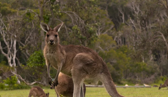 Gigantyczne kangury odkryte w Australii. Wyginęły w tajemniczy sposób
