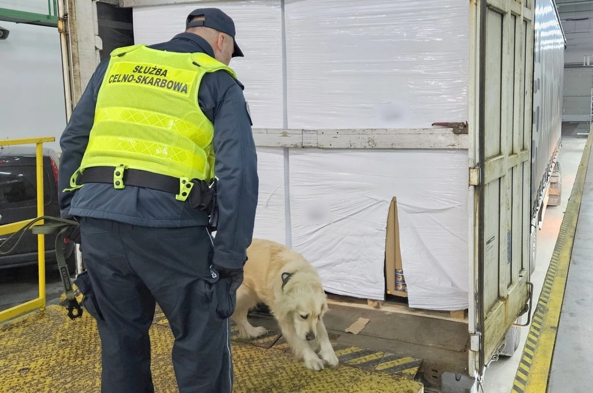 520 tys. paczek papierosów znaleźli funkcjonariusze KAS w łotewskiej ciężarówce zatrzymanej do kontroli w Budzisku (Podlaskie). Kontrabanda była przewożona zamiast deklarowanego ładunku plastikowych opakowań. 52-letni kierowca, obywatel Łotwy, został aresztowany.