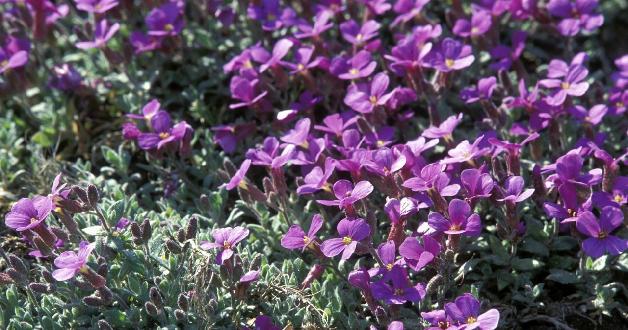 Szukasz, pięknej, rośliny, rabaty, balkon, znudziły, oklepane, pelargonie, takim, razie, żagwin, ogrodowy, będzie, ciebie, ideal Ta roślina przykryje kwiatami cały ogród i balkon. Jest jak kolorowa kołderka