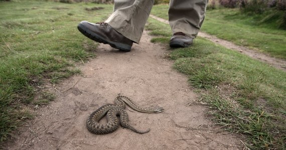 Jedyny jadowity gatunek węża pojawił się na tatrzańskich szlakach. "Uwaga na żmije!" - przestrzega Tatrzański Park Narodowy, a przyrodnik Tomasz Zając radzi, by w razie spotkania z gadem oddalić się i pozostawić zwierzę w spokoju.