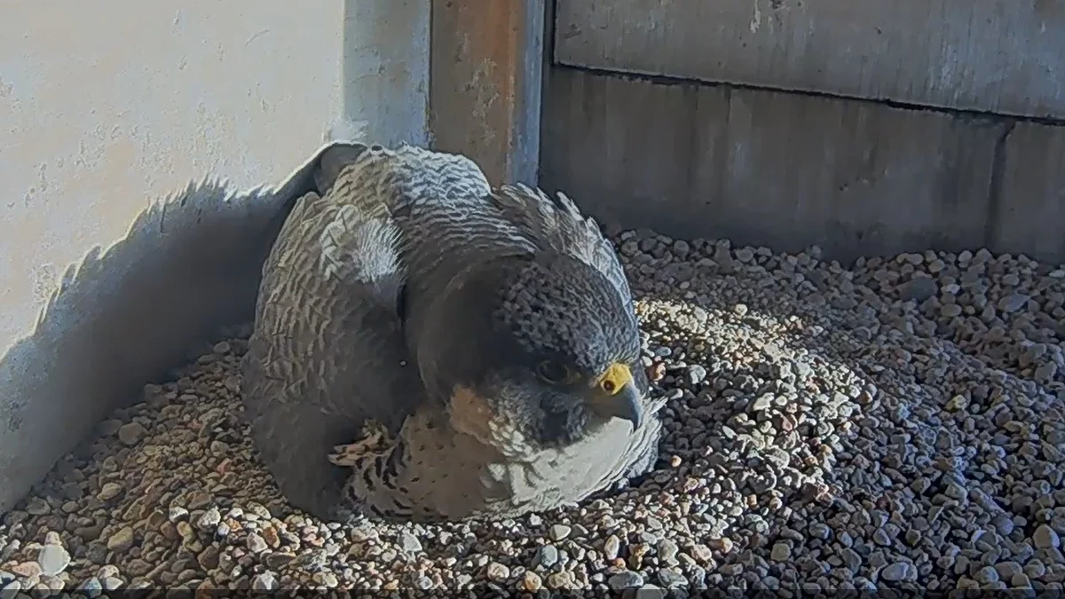 Tragiczny zwrot akcji w sprawie sokołów mieszkających na kominie elektrociepłowni na lubelskim Wrotkowie. Tuż przed spodziewanym wykluciem się pierwszego pisklęcia zaginęła ich matka. Ojciec nie zdoła samodzielnie wychować potomstwa, więc jaja mają być ewakuowane
