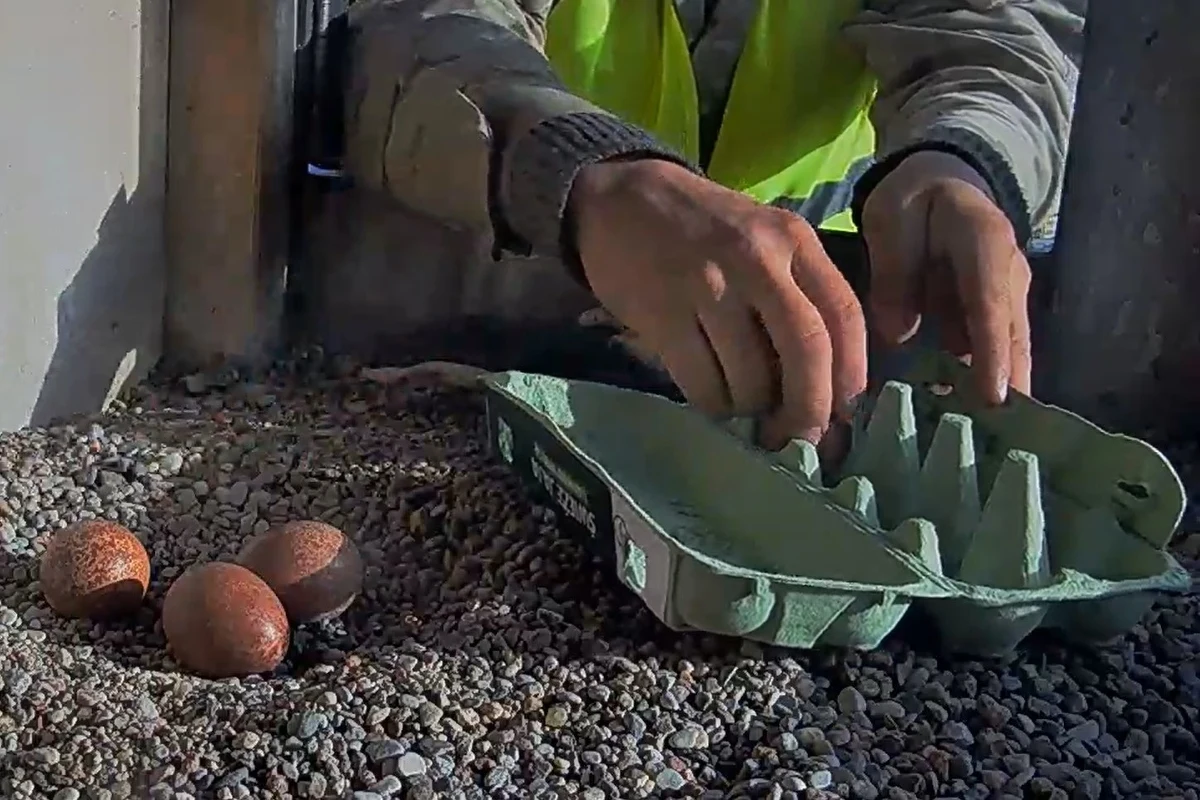 Po godz. 7.30 zabrane zostały wszystkie cztery jaja z gniazda sokołów wędrownych na kominie elektrociepłowni w dzielnicy Wrotków. Decyzja o ich zabraniu zapadła po tym, jak zaginęła samica, która je zniosła