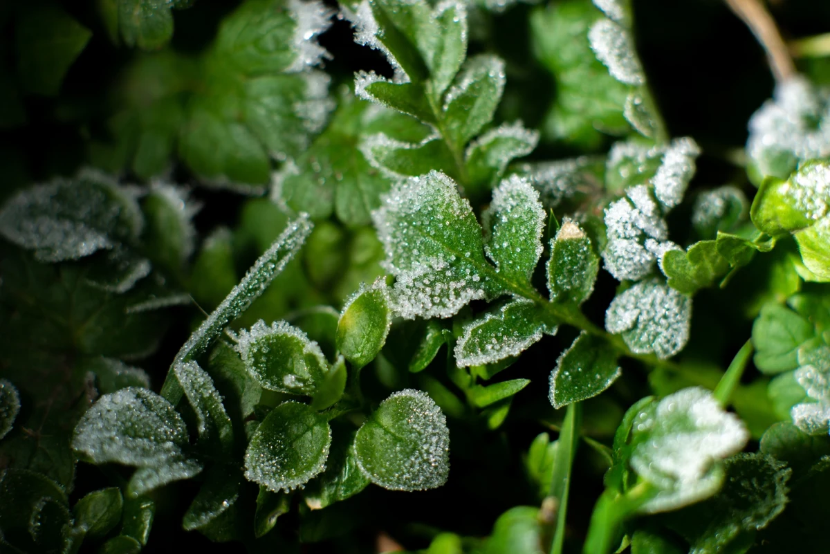 Robi się coraz chłodniej. Śnieg i mróz przewidują synoptycy w kolejnych dniach w Zakopanem. IMGW wydało ostrzeżenie przed przymrozkami na terenie prawie całego kraju.