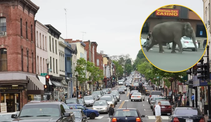 Słoń przechadzał się ulicami miasta. To nie pierwszy raz