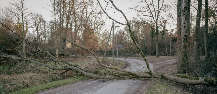 Do tragicznego wypadku doszło w gminie Grabów nad Prosną (Wielkopolskie). 37-letni mężczyzna zginął w lesie przygnieciony przez drzewo.