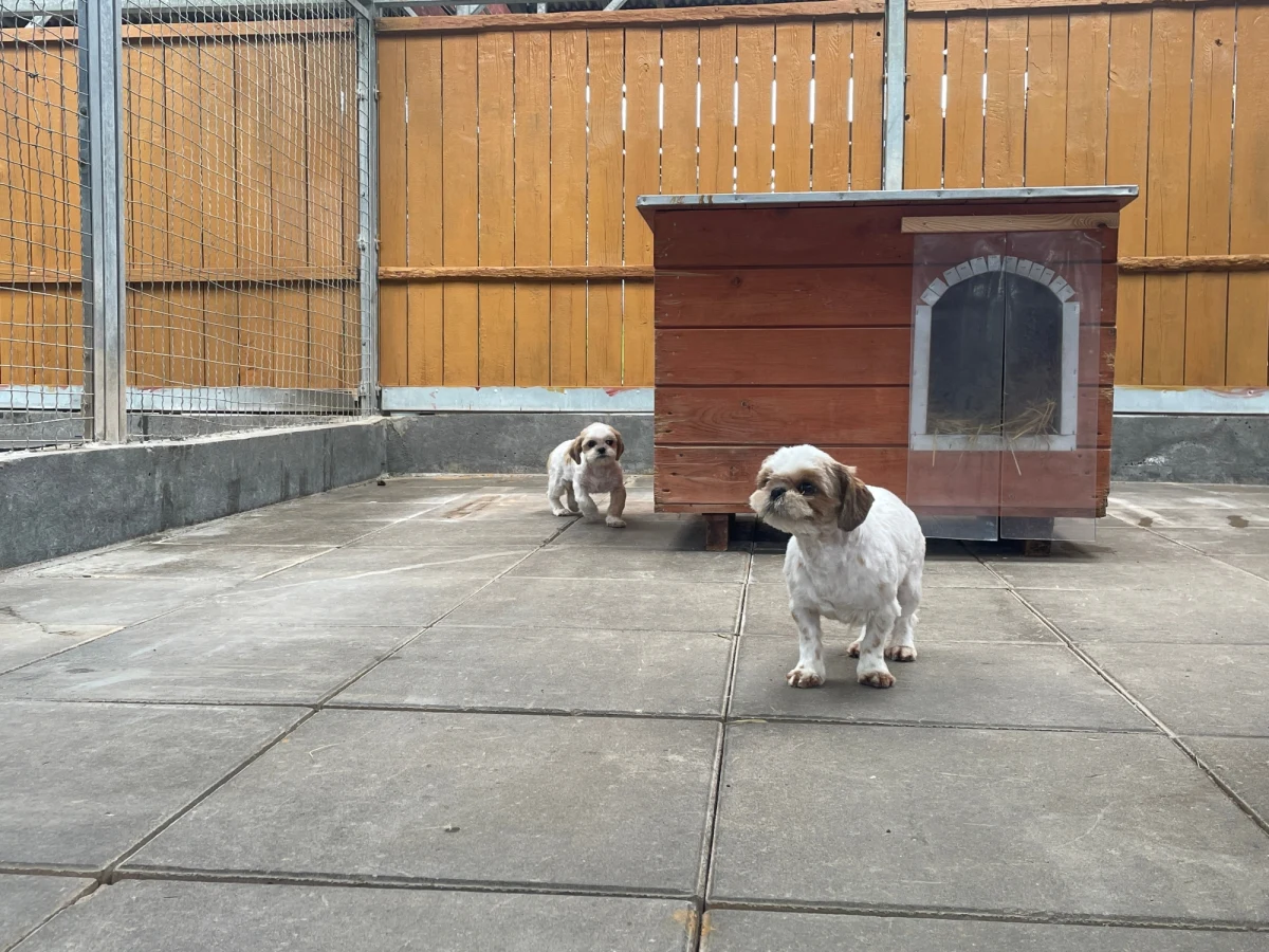 Ponad 60 psów uratowali strażnicy miejscy z Gdańska. Zwierzęta zostały  zabrane z nielegalnej hodowli. Były to jamniki, cavaliery, Shih tzu  i mopsy. "Zwierzęta były pochowane w szufladach, pod meblami, a nawet w piekarniku" - opisywali strażnicy.  Wszystkie trafiły od razu do schroniska "Promyk" w Gdańsku, gdzie od początku zajmują się nimi weterynarze.