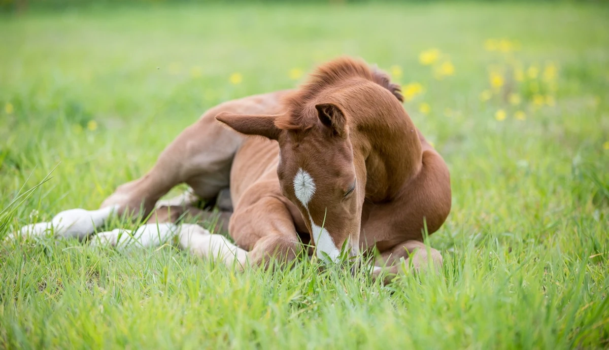 W australijskim stanie Nowa Południowa Walia dokonano makabrycznego odkrycia - na terenie jednej z posiadłości odkryto stos ok. 500 martwych koni w różnych stadiach rozkładu. Władze stanowe i lokalna policja wszczęły w tej sprawie zakrojone na szeroką skalę śledztwo.