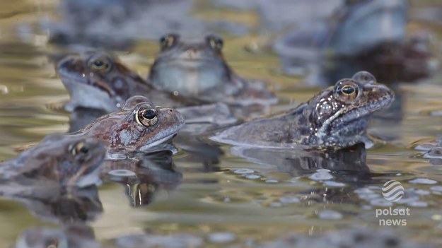 Działają jak naturalne klimatyzatory w czasie upalnych dni. Torfowiska i mokradła utrzymują w ryzach dwutlenek węgla i w ten sposób spowalniają ocieplanie klimatu. Wiedzą o tym leśnicy spod Poznania, którzy przywrócili do życia ponad 400 hektarów bagiennych terenów. Marcin Szumowski.
