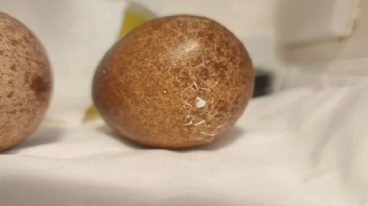 Wykluło się pierwsze pisklę z jaj ewakuowanych wczoraj z gniazda na kominie elektrociepłowni na lubelskim Wrotkowie po zaginięciu ich matki. Jej miejsce chce zająć inna samica.

