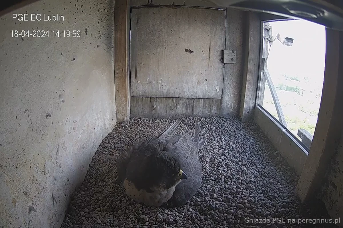 Zaginiona samica sokoła po trzech dniach wróciła do gniazda na kominie elektrociepłowni Wrotków. Pod jej nieobecność ewakuowano z gniazda wszystkie jaja, dla ich bezpieczeństwa. Teraz, również dla ich bezpieczeństwa, raczej nie będzie można zwrócić młodych matce. 