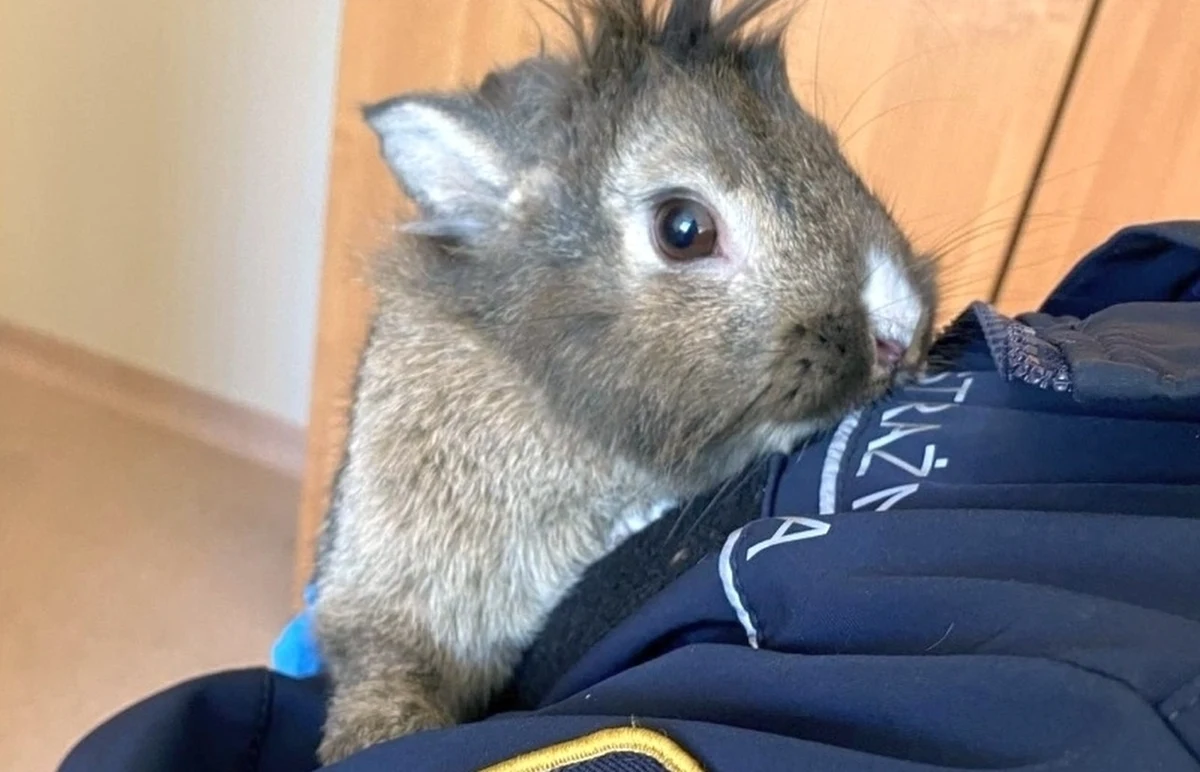 Strażniczka miejska z Ekopatrolu znalazła na warszawskich Bielanach królika. Może rozpoznajesz go na zdjęciu?