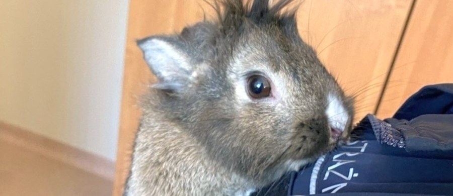 Strażniczka miejska z Ekopatrolu znalazła na warszawskich Bielanach królika. Może rozpoznajesz go na zdjęciu?