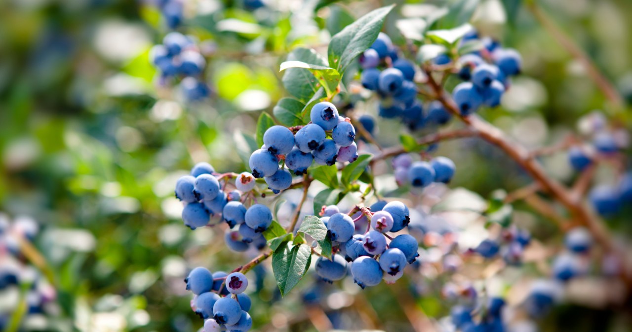 Podlewaj tym borówkę amerykańską. Krzaczki będą się uginać od owoców